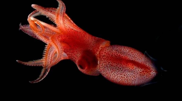 El extraño calamar con los ojos de diferentes tamaños