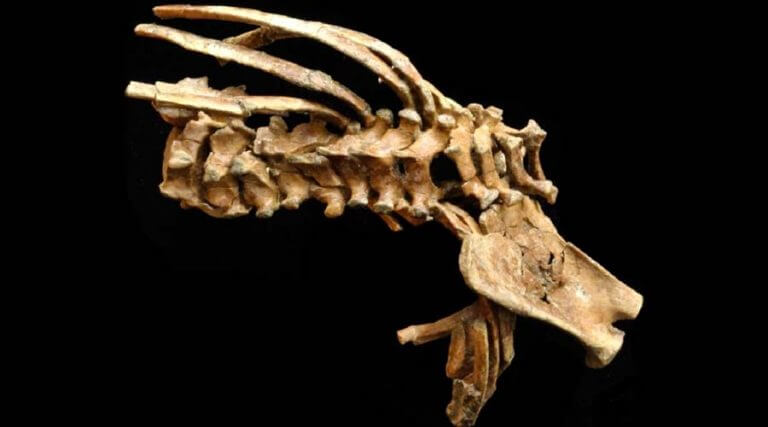 Un fósil de 3 millones de años revela origen de la columna vertebral en humanos