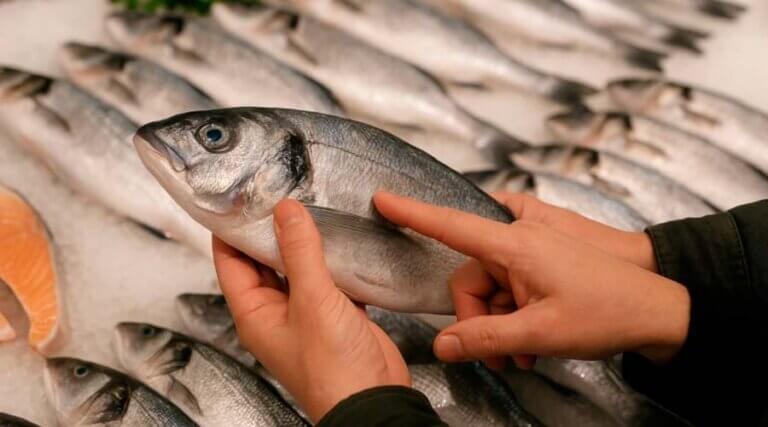 Aprende a seleccionar el mejor pescado: consejos para evitar los que no están frescos